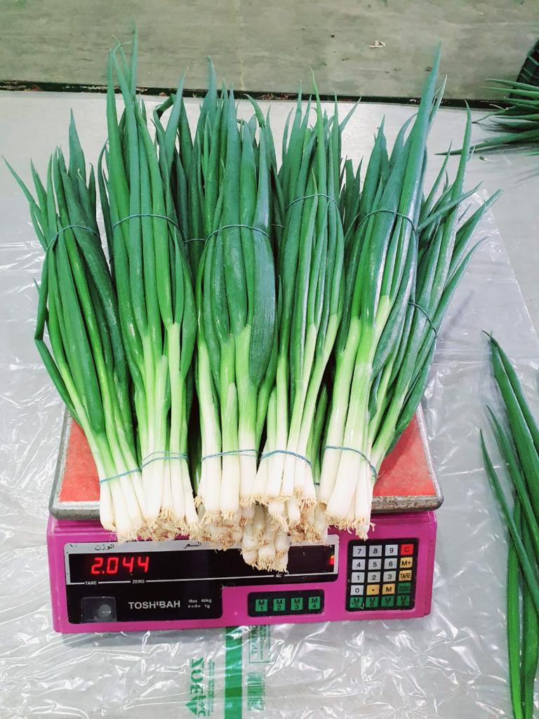 Product image - We are  ( Kemet farms )  here  in Egypt 
we export all agricultural crops with high quality .
spring onion
● we can Delivery your request for any country
● Grade A

● for Orders please send your message call Us +201271817478
● Export  manager
mrs/ Donia Mostafa
